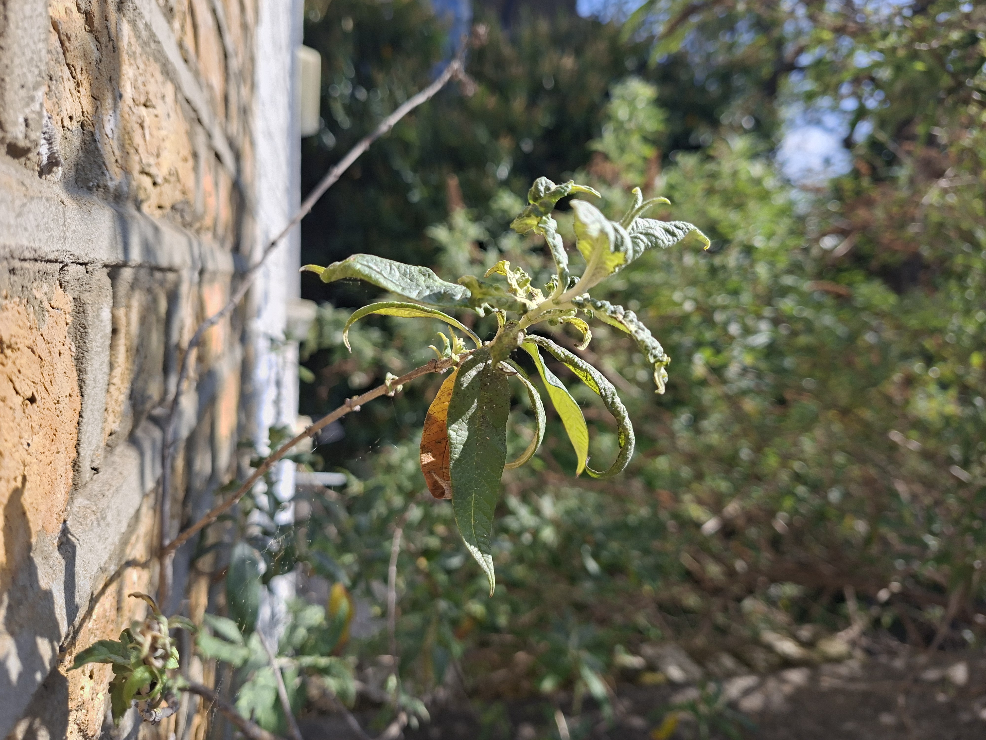 A photo taken on the Samsung Galaxy A57 showing a few leaves.