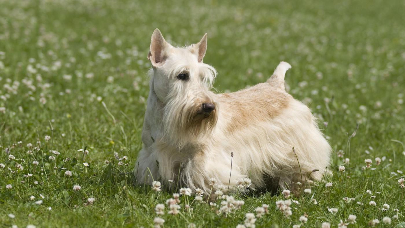 Scottish Terrier, wheaten, sitting in field