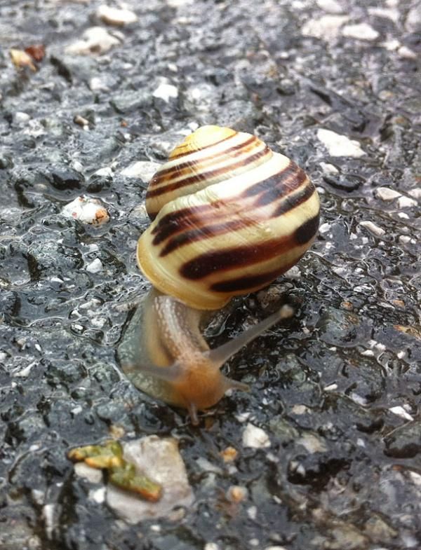 Another snail out on course