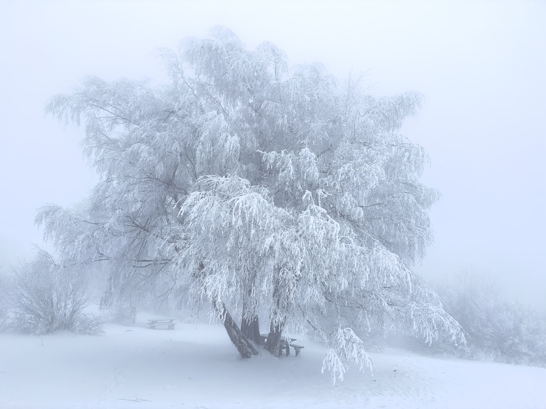 GuruShots - Mostly White October 2025