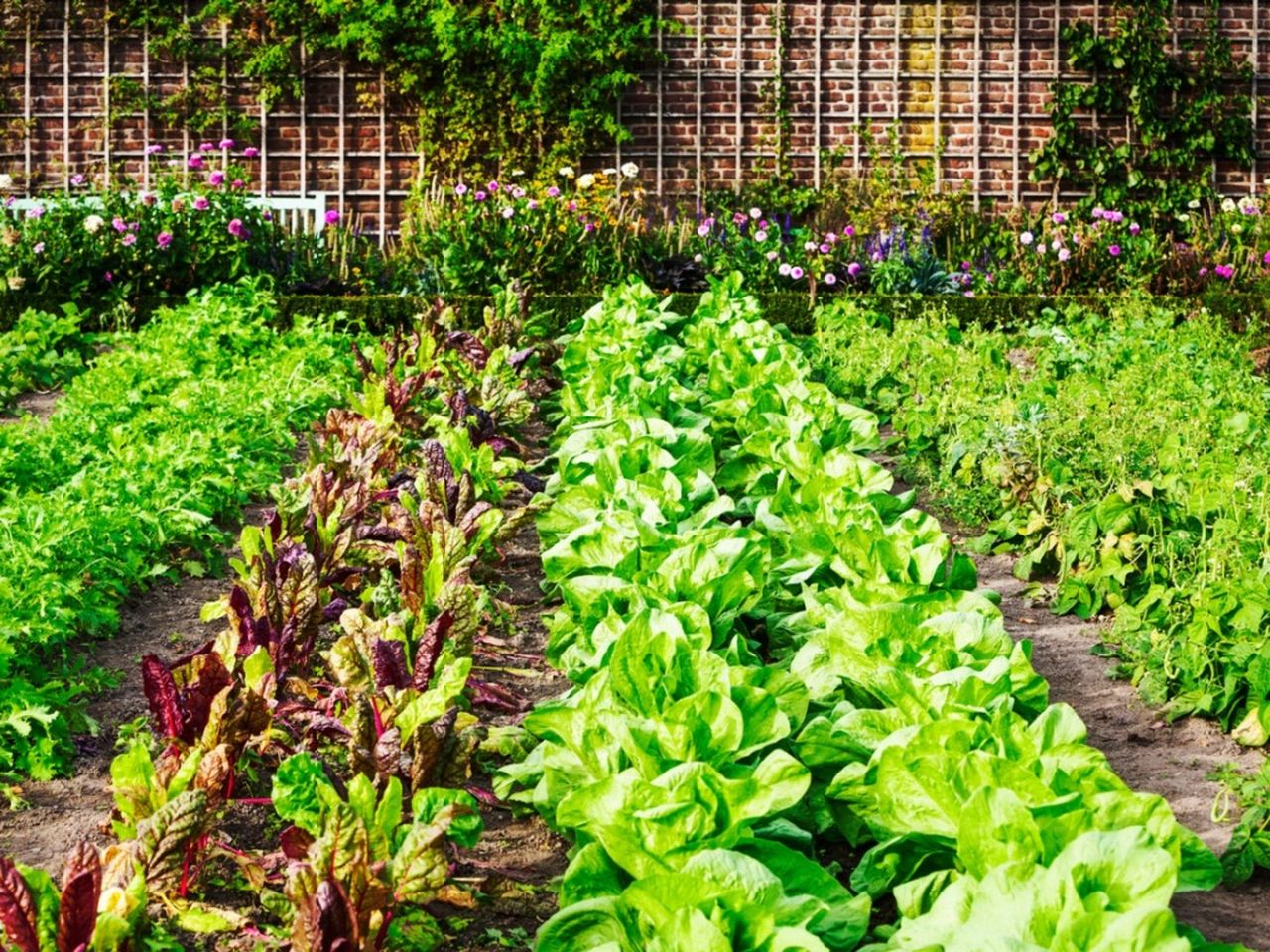 Rows Of Crops In The Garden