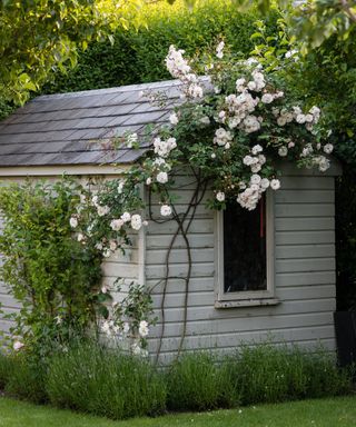 Wooden shed with climbing rose in country garden
