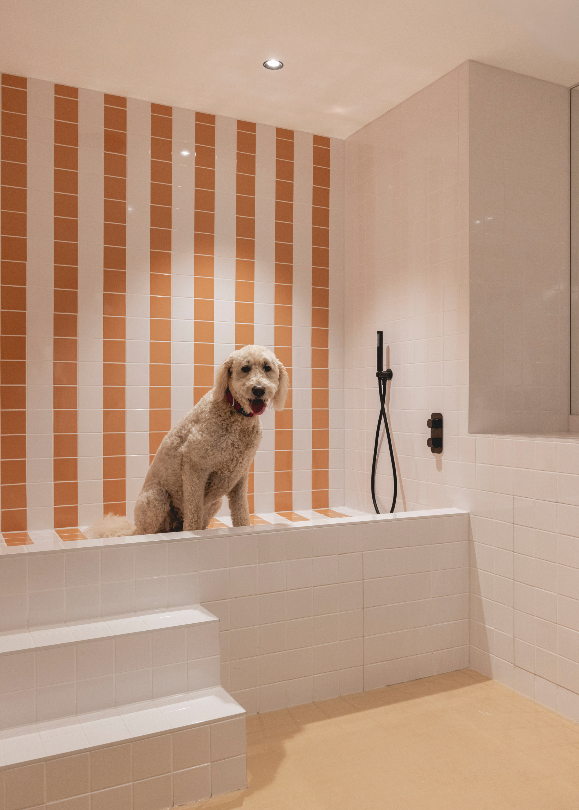 A white and orange tiled elevated shower space with steps, featuring a dog