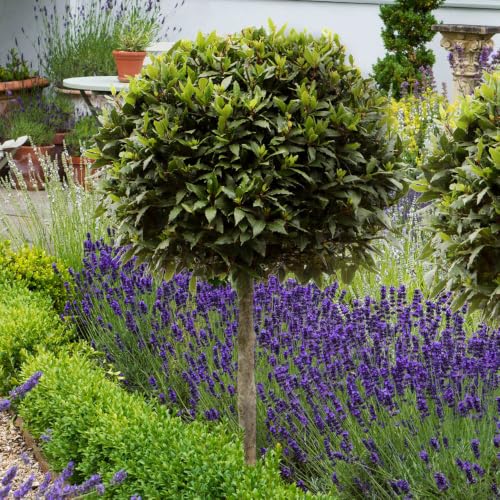 Yougarden Bay Tree Standard Tree 70-80cm Tall, Single Garden Ready Potted Bay, for Patios and Gardens, Edible Plant Grow Your Own Herbs