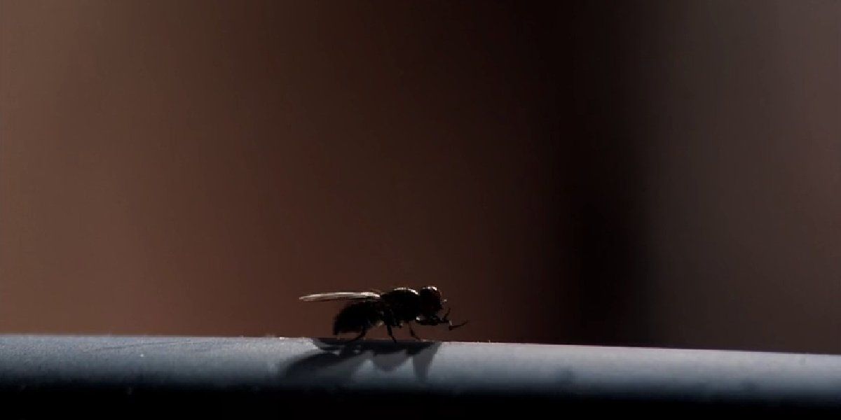 Significance Of Fly In Breaking Bad