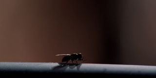 The said fly in the episode "Fly" on Breaking Bad.