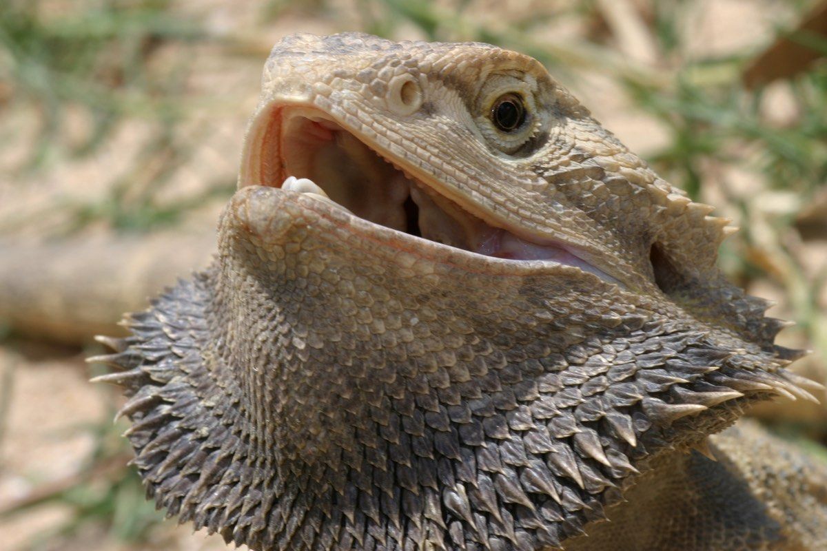 Bearded dragons have an impressive display when threatened. 