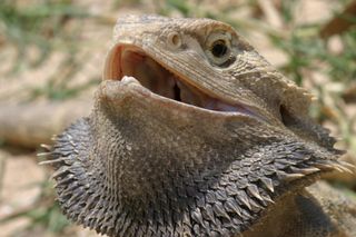 Bearded dragons have an impressive display when threatened.