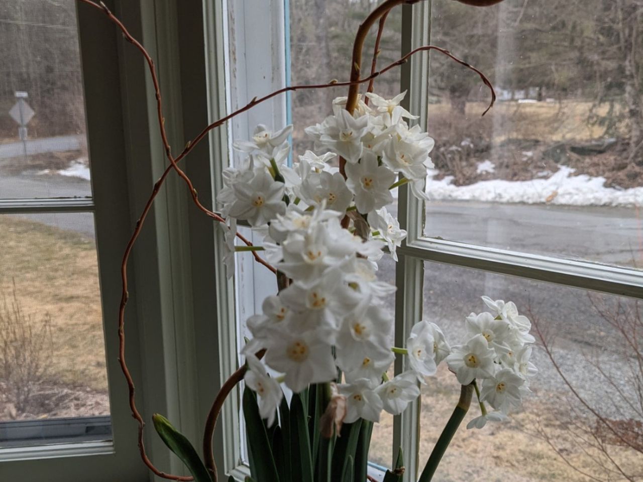 Indoor Paperwhites In The Windowsill