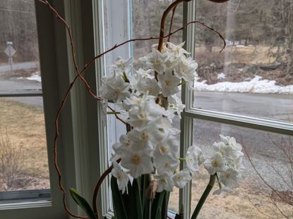 How to Force Paperwhites