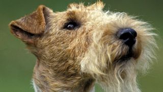 Close up of wire fox terrier