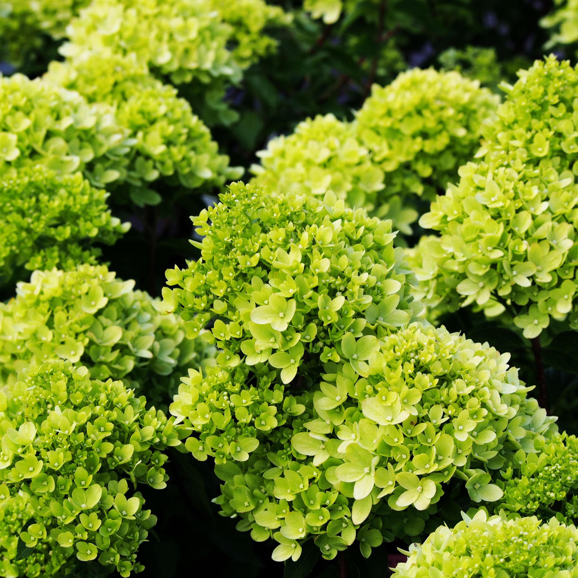 Closeup of Little Lime hydrangea flowers