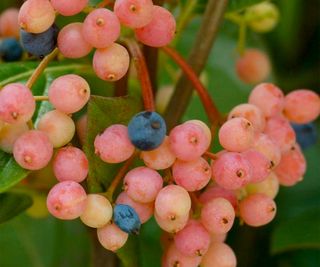 Winterthur viburnum with pink and blue fruits