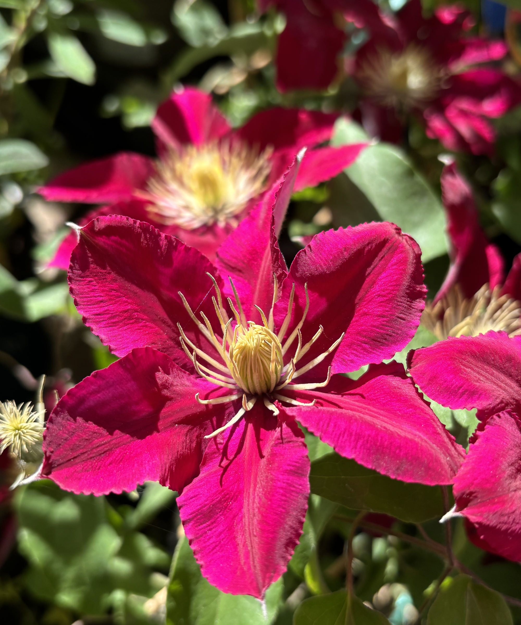 Clematis Elpis