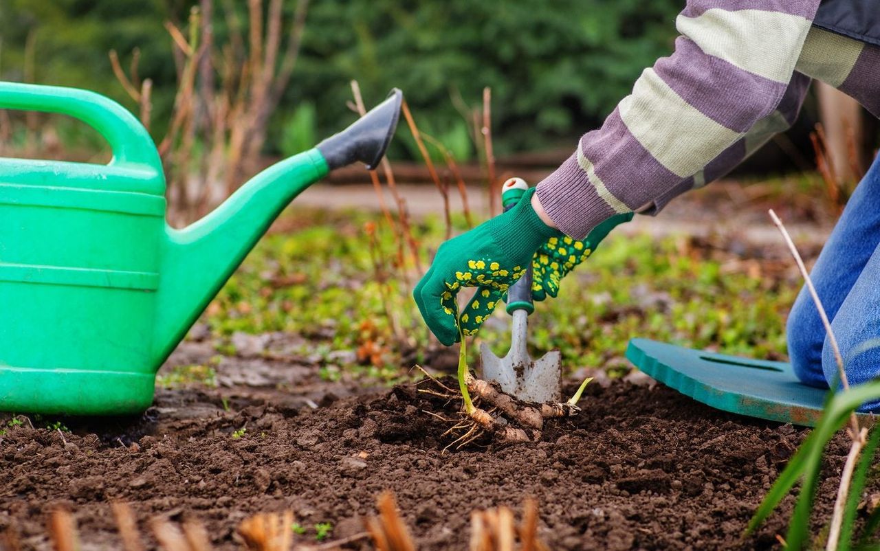 Gardener Planting In The Garden