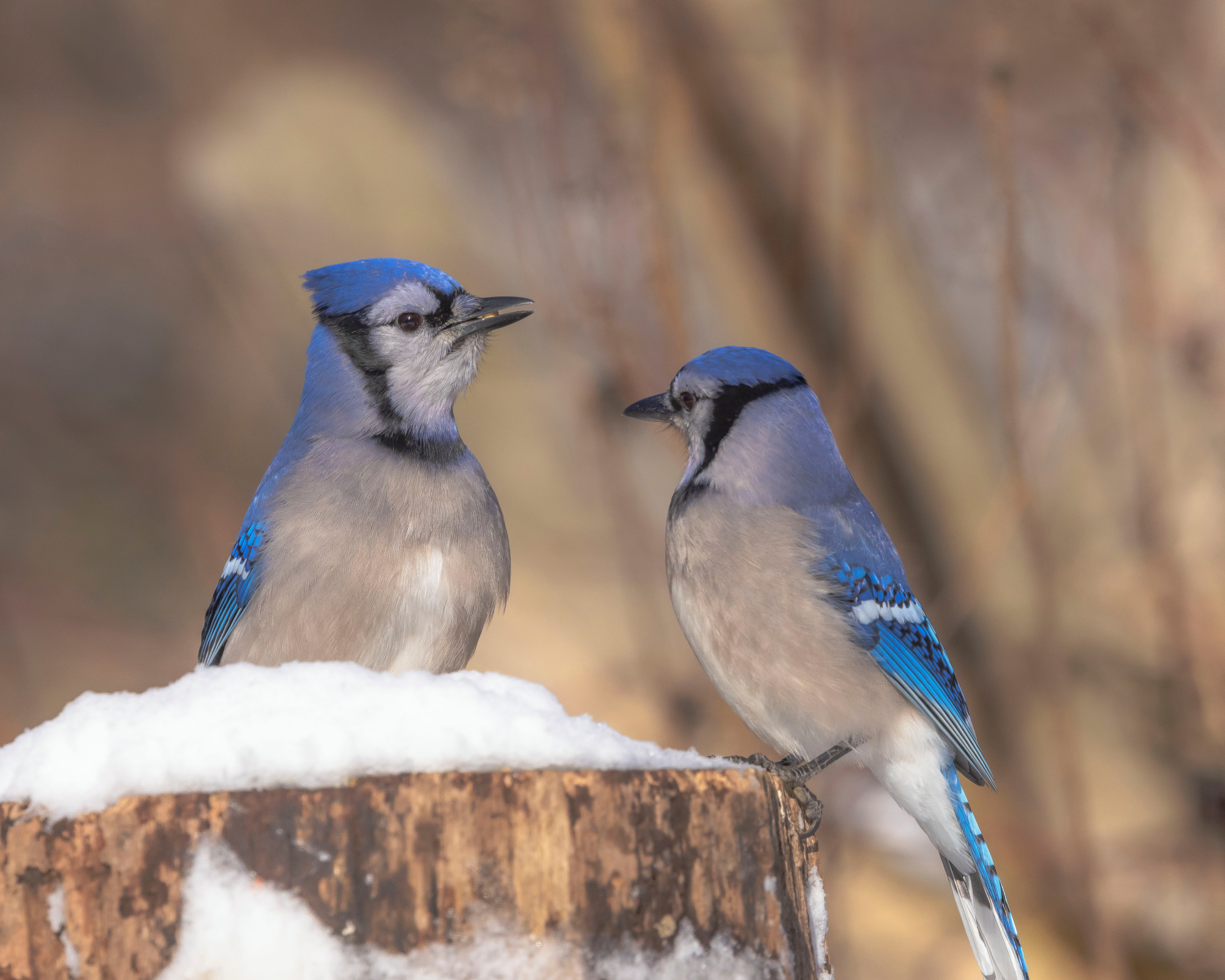 Two blue jays on a stump in the snow