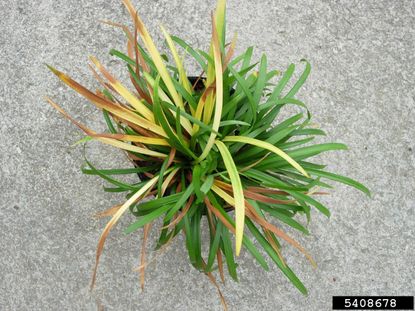Potted Plant With Fusarium Crown Rot Disease