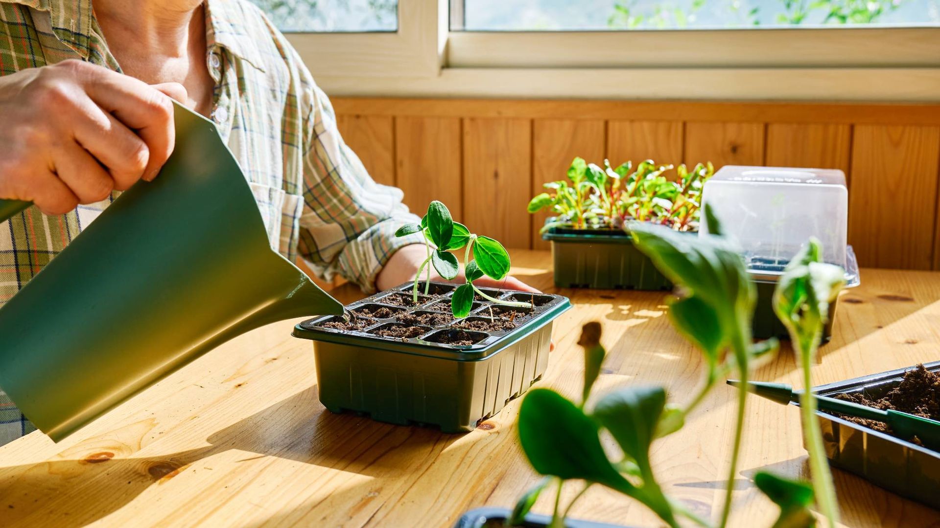 Is This Vegetable Peel Is the Best Natural Plant Food? | Gardening Know How