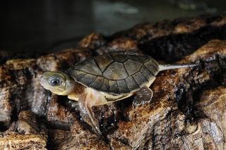 turtle, rare animals