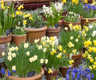 Potted display of narcissus
