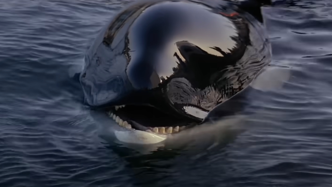 Willy in Free Willy