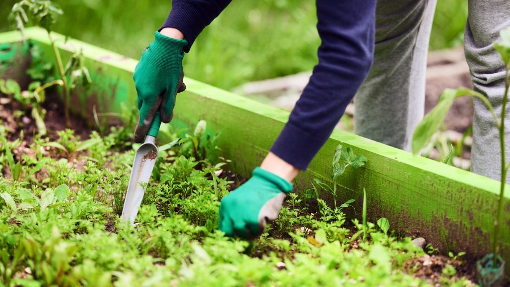 gloved hands planting seeds and working in garden space 