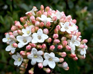 Small pink and white flowers of Viburnum x burkwoodii ‘Mohawk’
