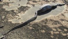 python, porcupine