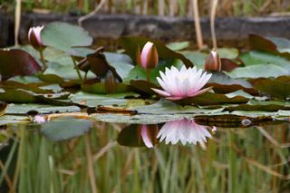 pond with white pond lily