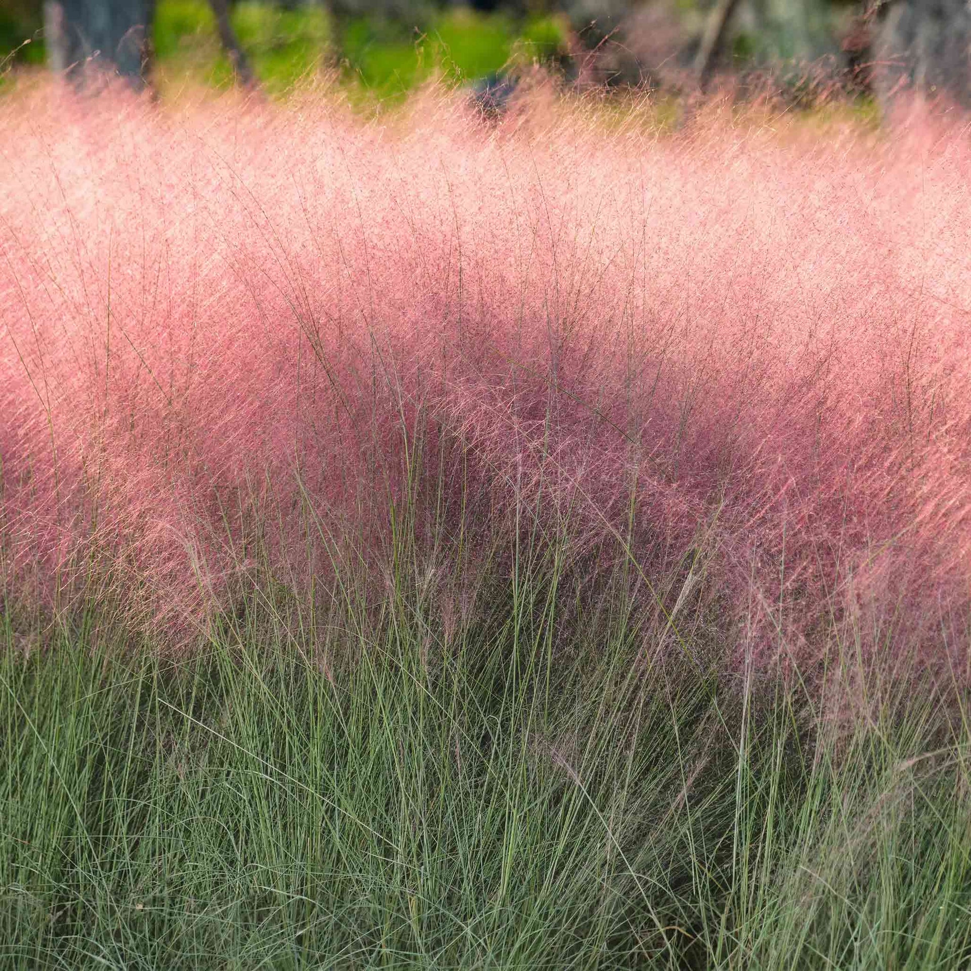 Pink Muhly Grass - 1-2 Ft.