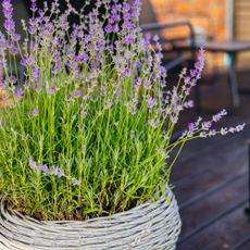 Mosquito repellent plants - lavender on patio