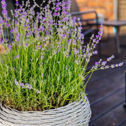 Mosquito repellent plants - lavender on patio