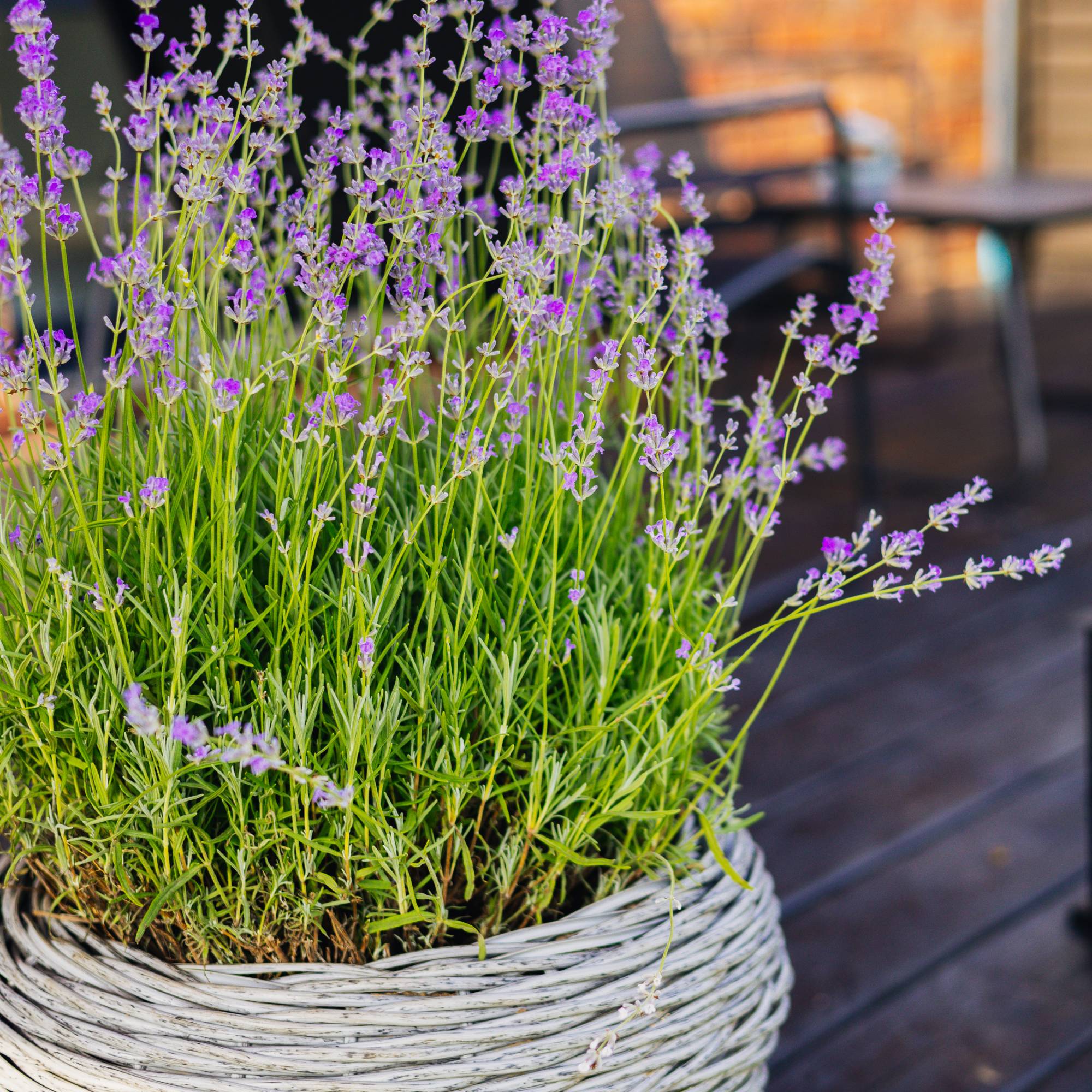 Mosquito repellent plants - lavender on patio