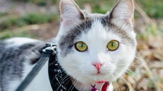 Cat wearing harness outside