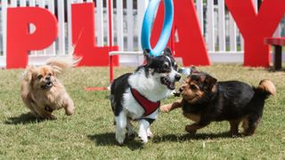 Three dogs playing in dog park