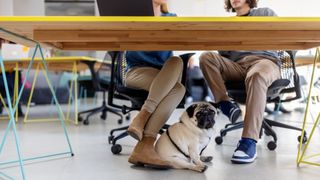 dog sat under desk while colleagues chat