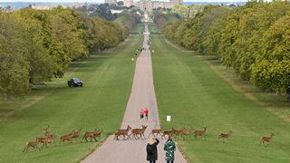 The Long Walk at Windsor Castle