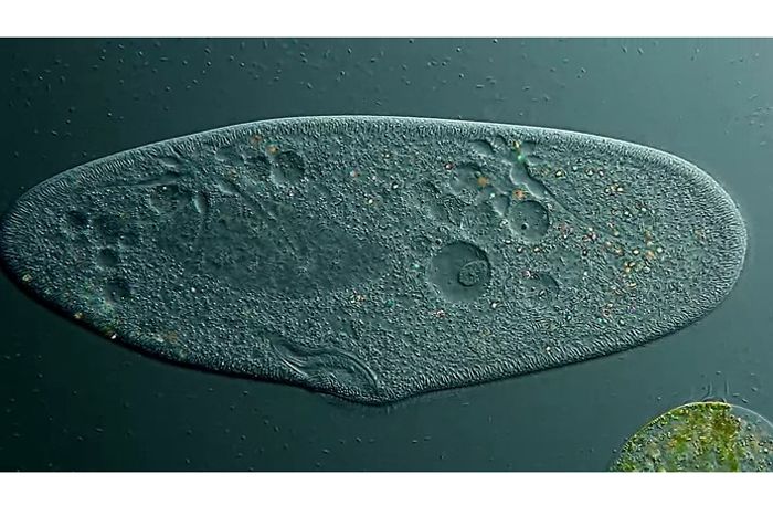 What Is A Paramecium Live Science