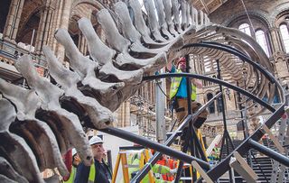 This Horizon documentary follows the painstaking two-year-long process of dismantling Dippy from London’s Natural History Museum