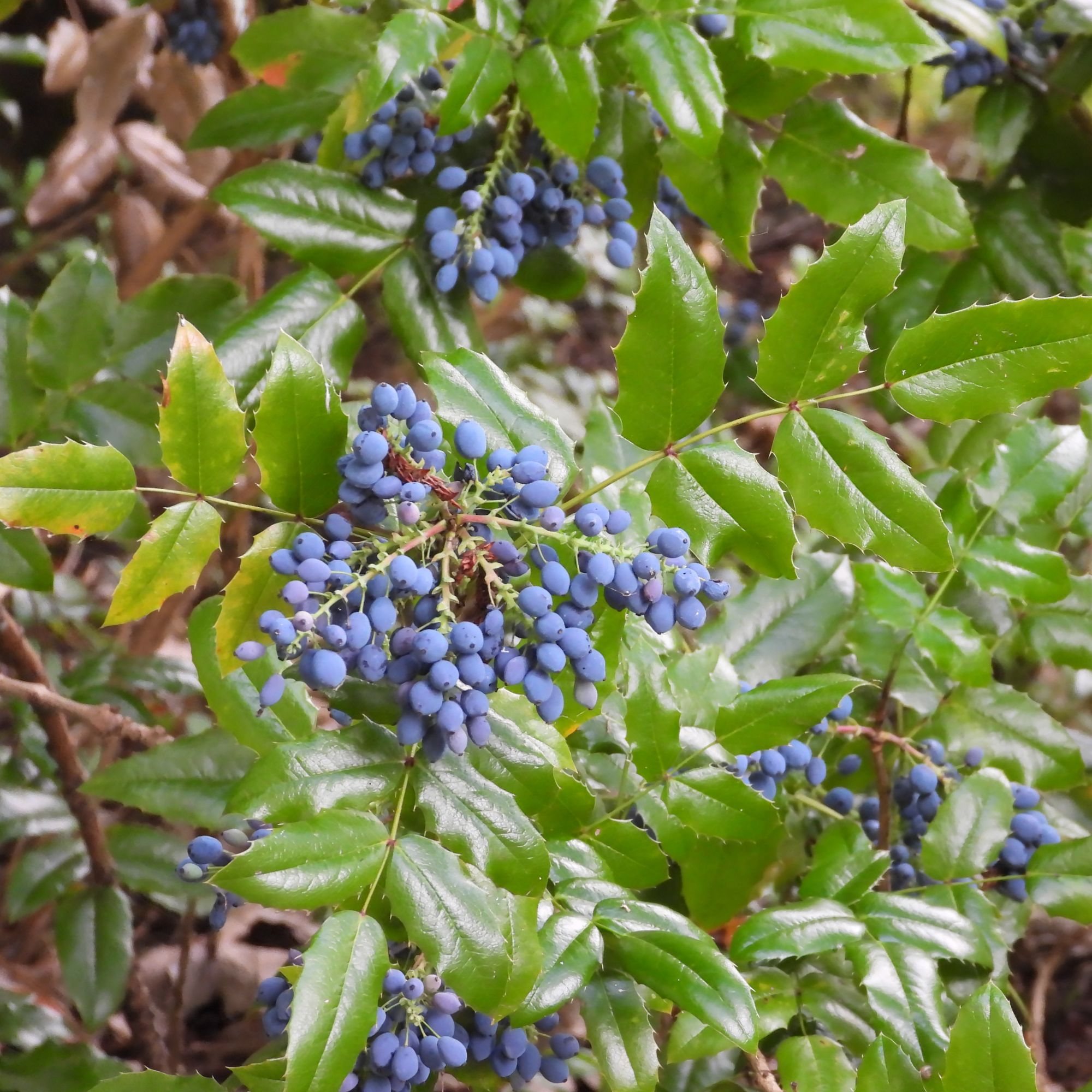Mahonia berries growing in garden