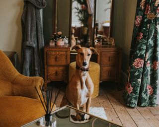 A comically entitled looking lurcher dog sits in a luxurious bedroom and looks directly at the camera, with a somewhat unimpressed expression on her face.