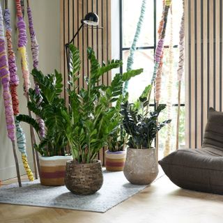 zz plants in a modern living room