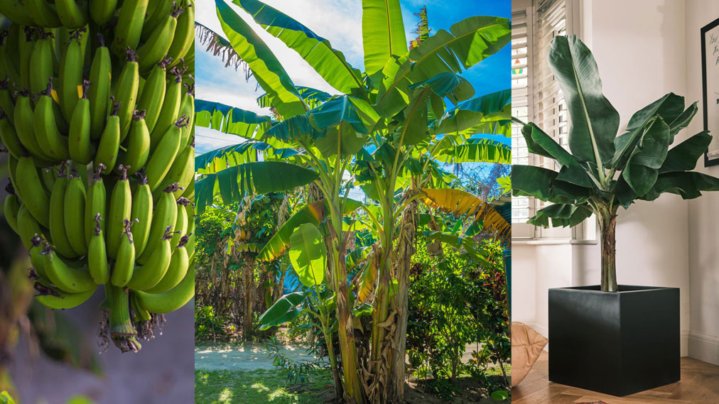 Growing Banana Trees