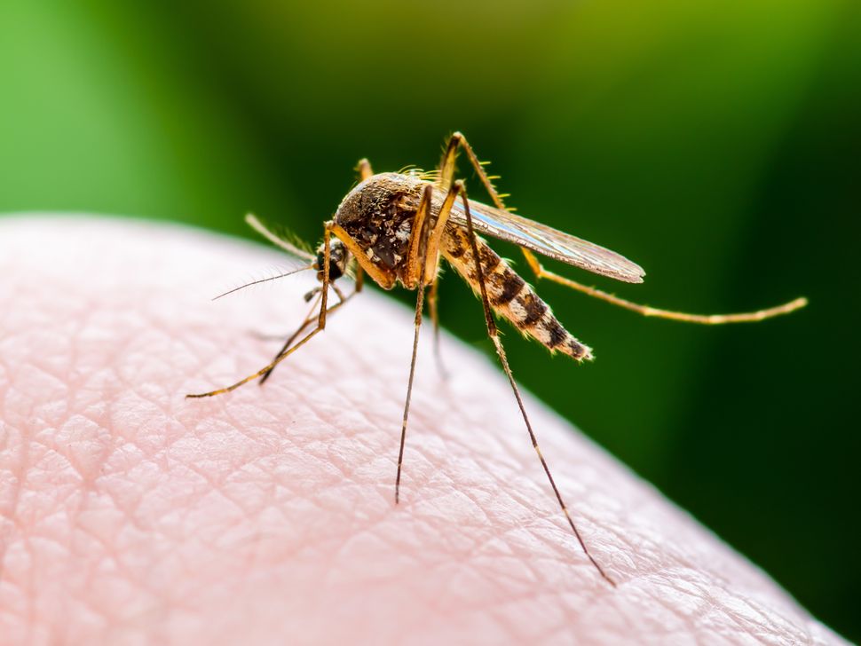 Why a Rare But Deadly Mosquito-Borne Virus Is Hitting Massachusetts So Hard