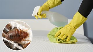 A close up of a pair of hands in rubber gloves holding a spray bottle and a cloth, while spraying water on a mattress. In the bottom left hand corner is an inset image of a close up of a bed. bug