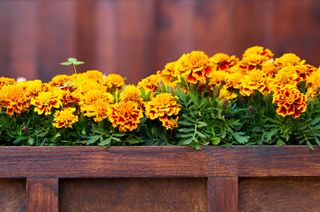 marigolds in a planter