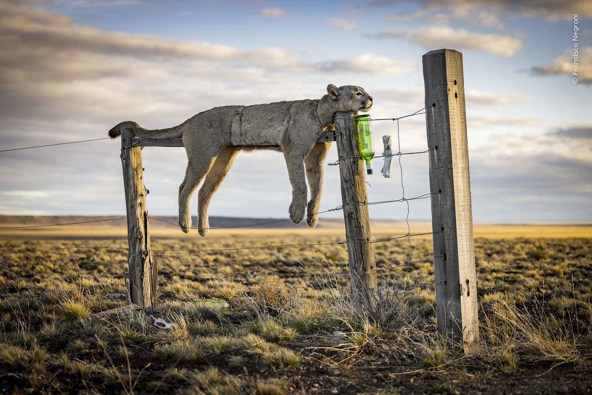 A dead puma strewn on a barbed wire fence amid the rugged, windswept beauty of Argentine Patagonia