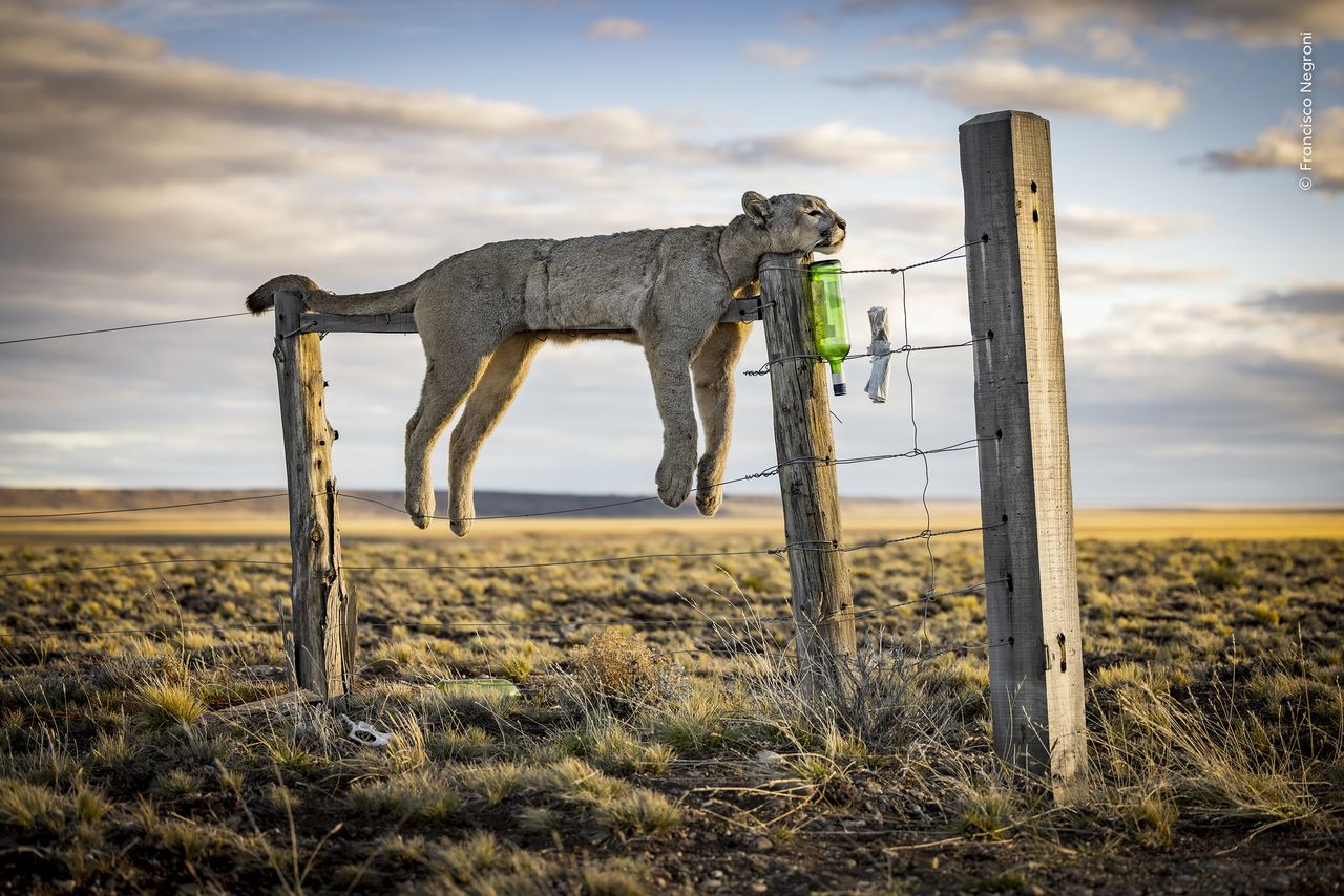 A dead puma strewn on a barbed wire fence amid the rugged, windswept beauty of Argentine Patagonia