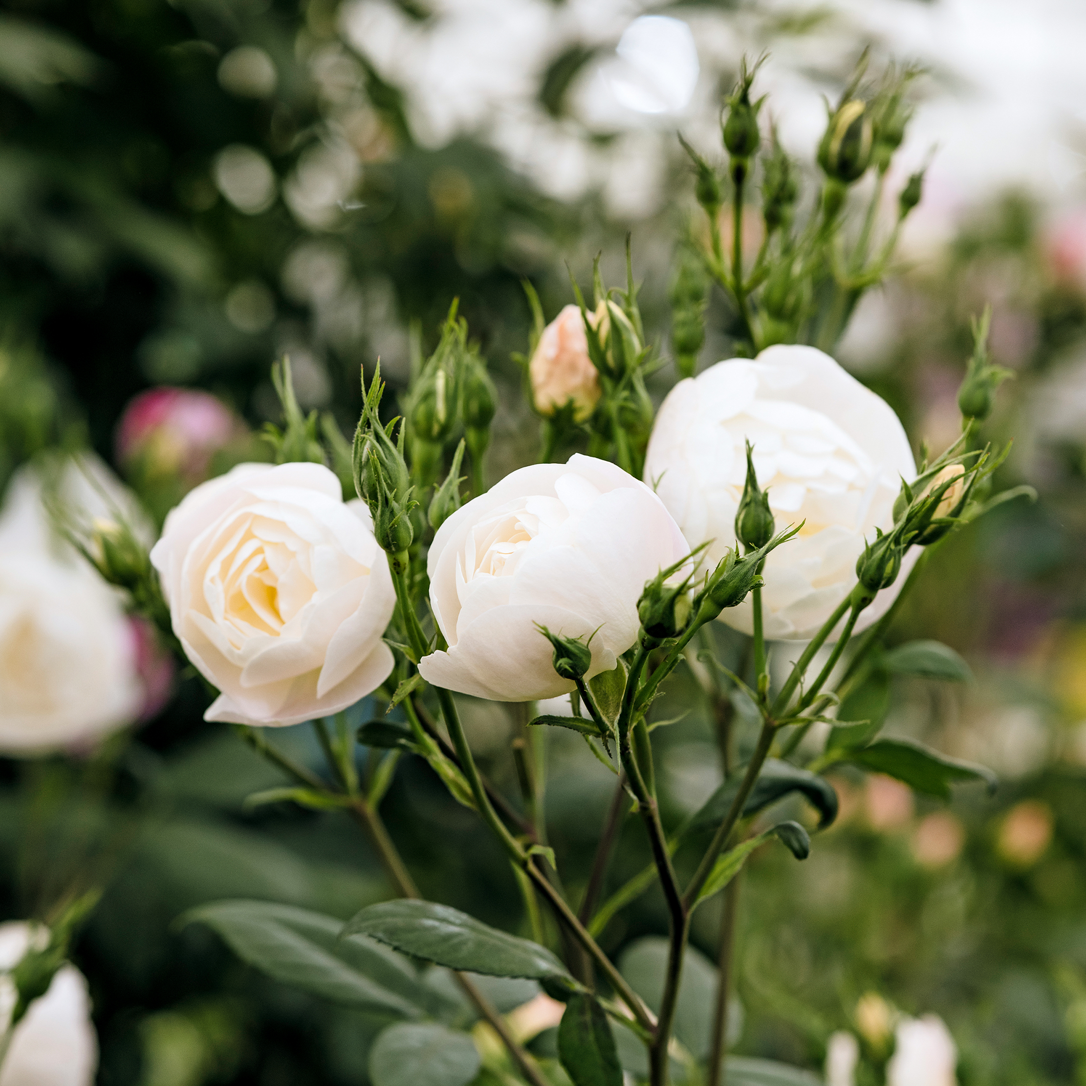 Rosa &lsquo;Sir David Beckham&rsquo; from David Austin Roses