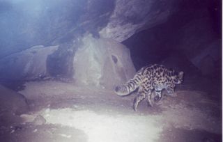 Nuristan leopard cat